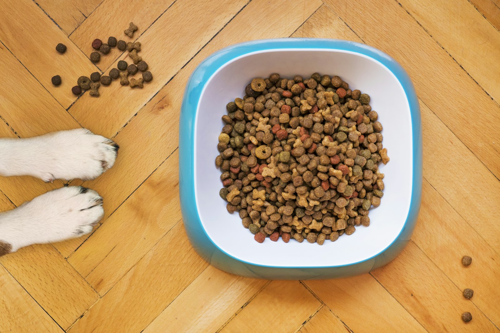 A dog waiting calmly near an automatic feeder in a bright kitchen